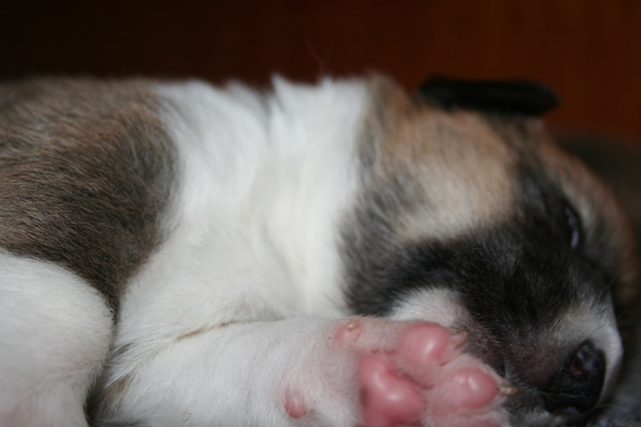 Puppies